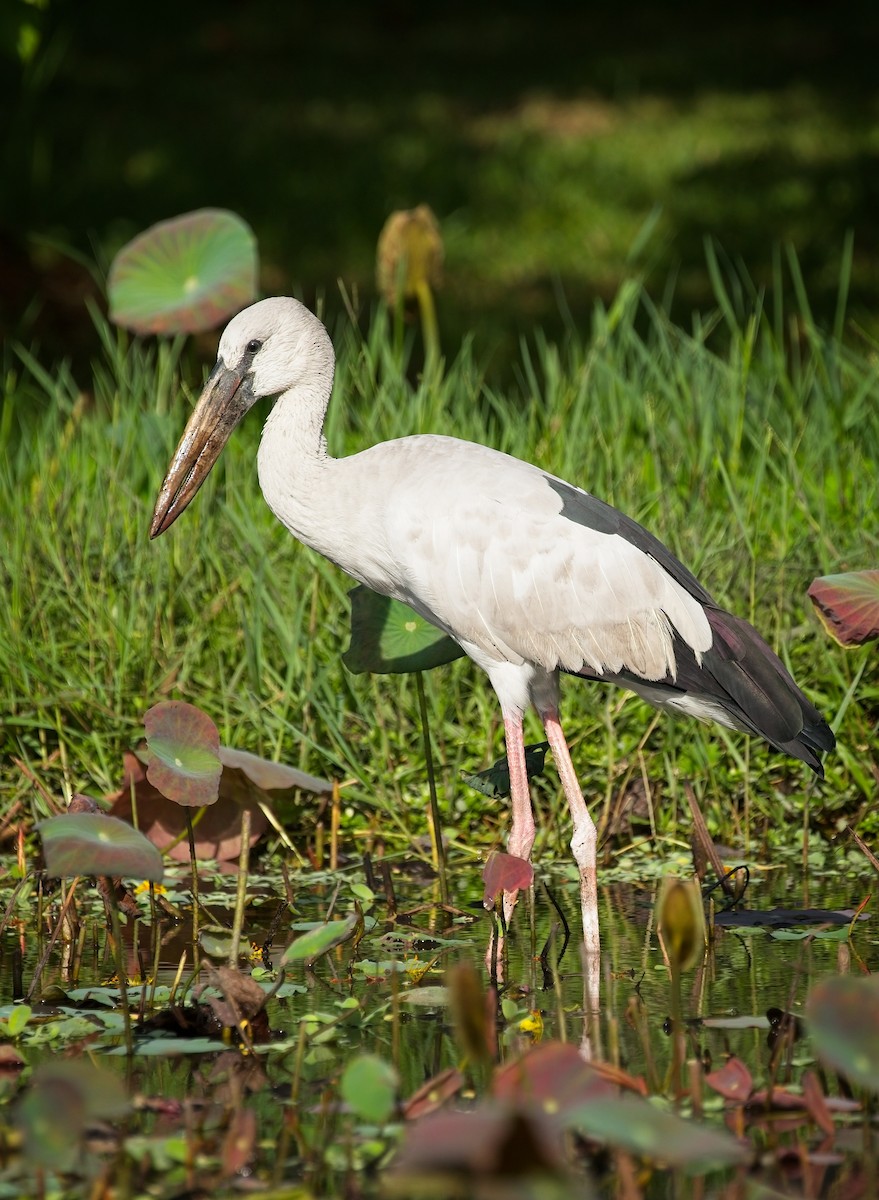 Asian Openbill - ML620520110