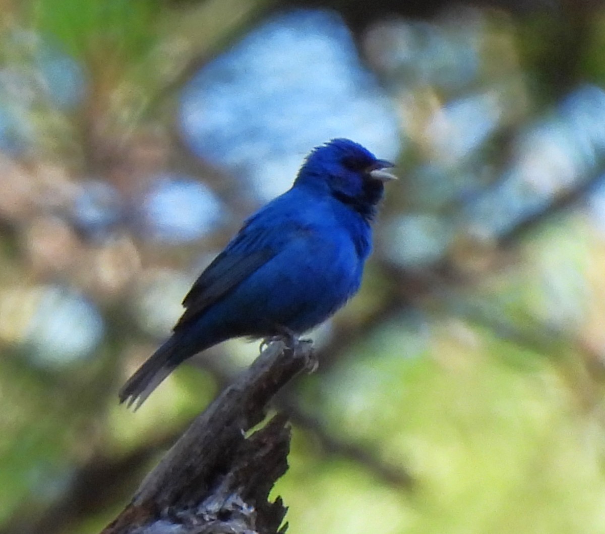 Passerin indigo - ML620520112