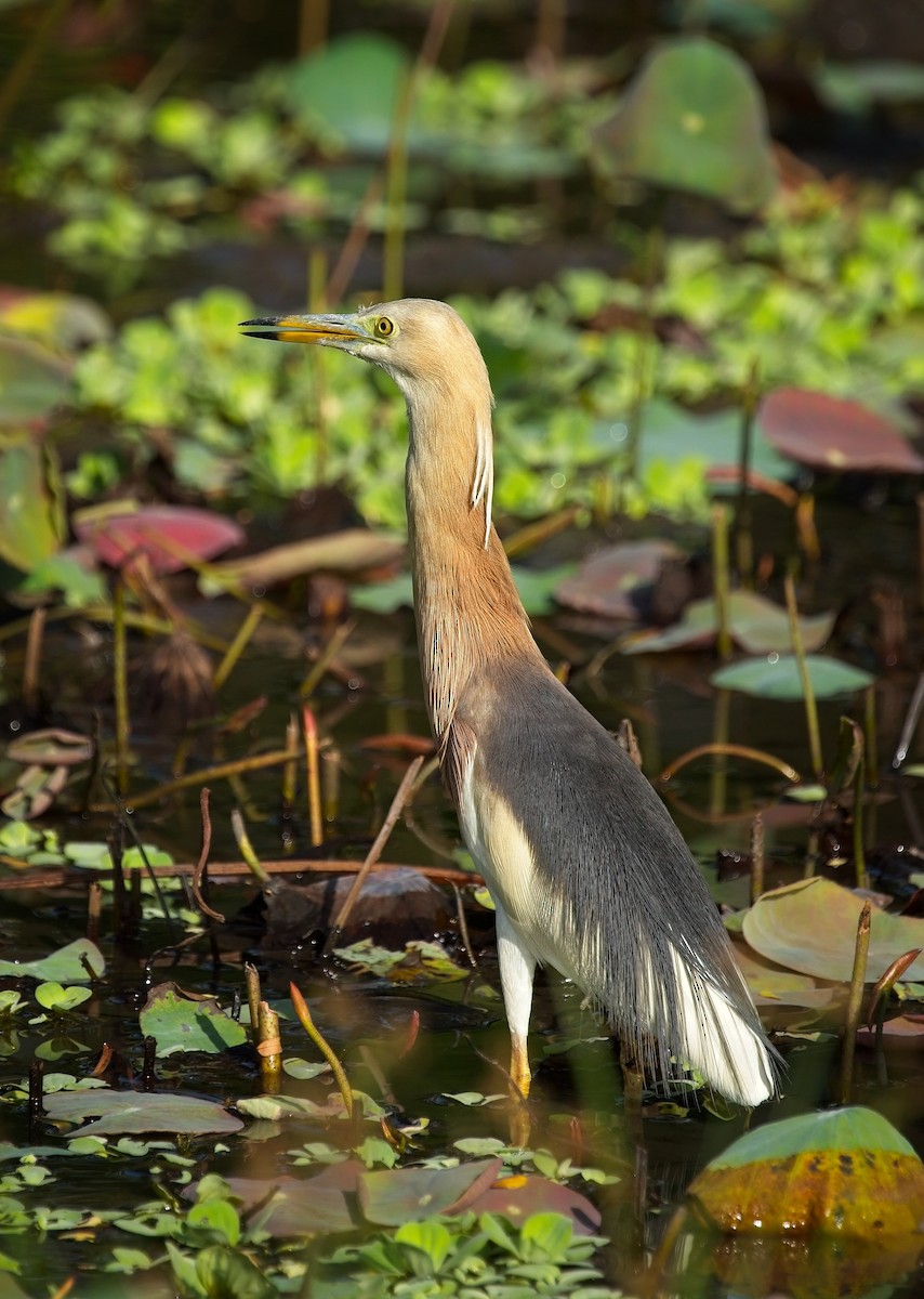 Javan Pond-Heron - ML620520113
