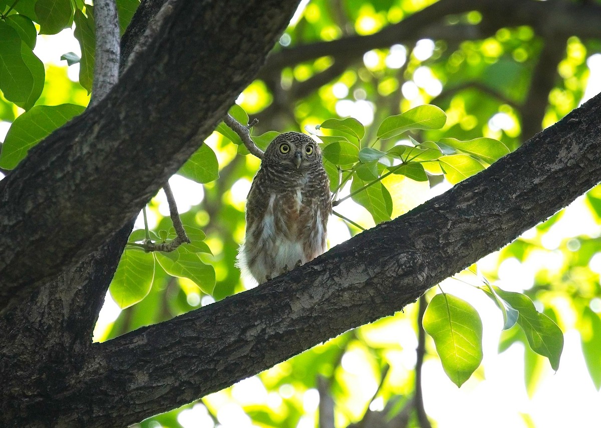 Asian Barred Owlet - ML620520118