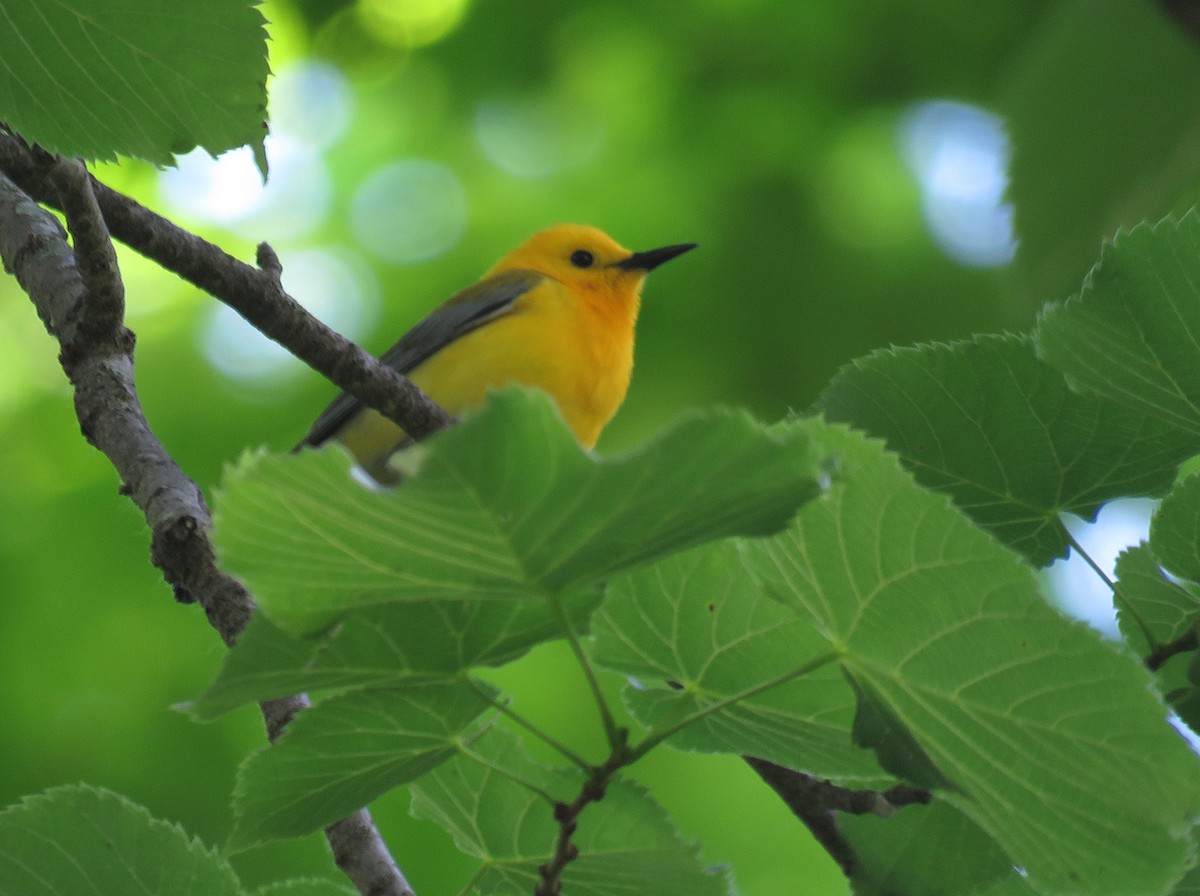 Prothonotary Warbler - ML620520120