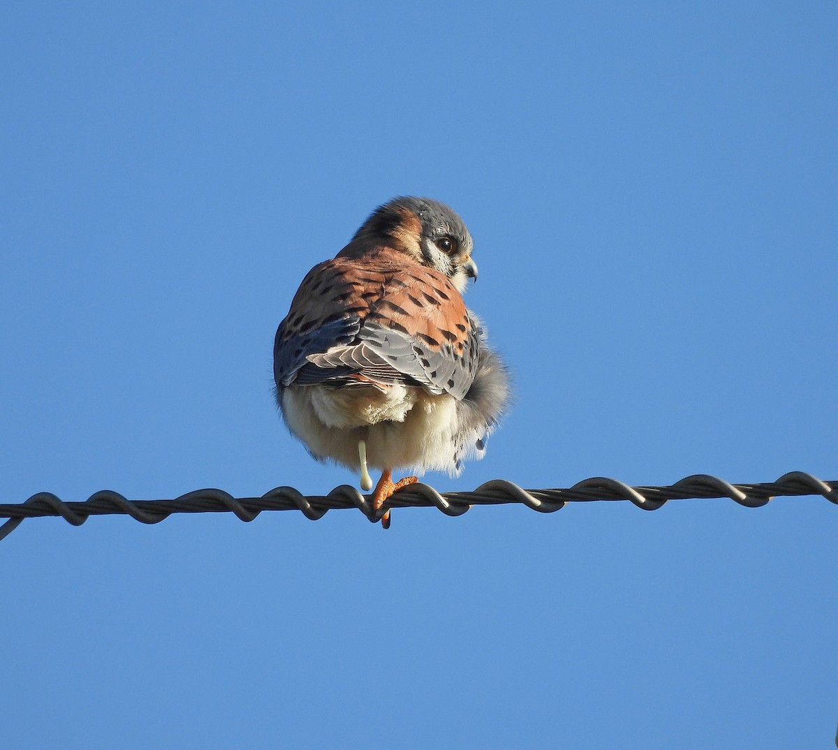 American Kestrel - ML620520122