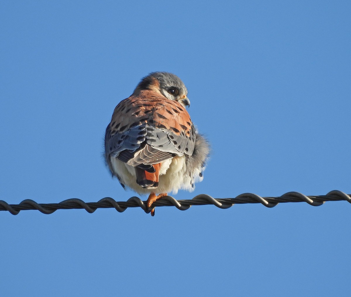 American Kestrel - ML620520123