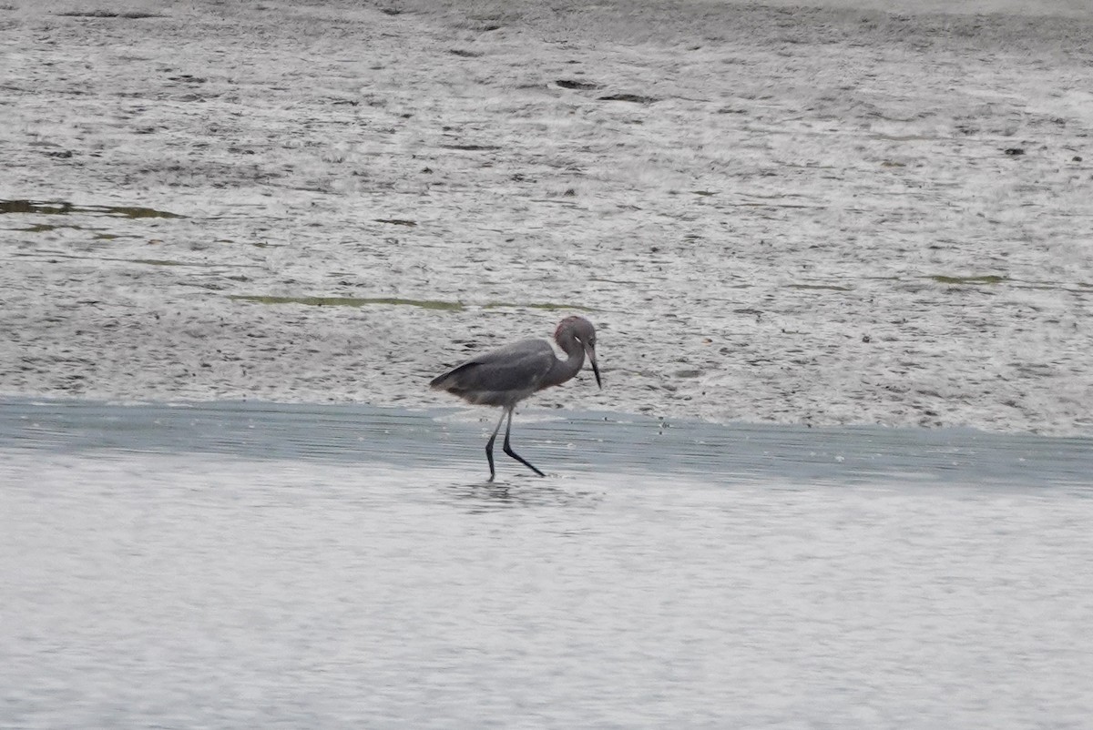 Reddish Egret - Benjamin Gallardo