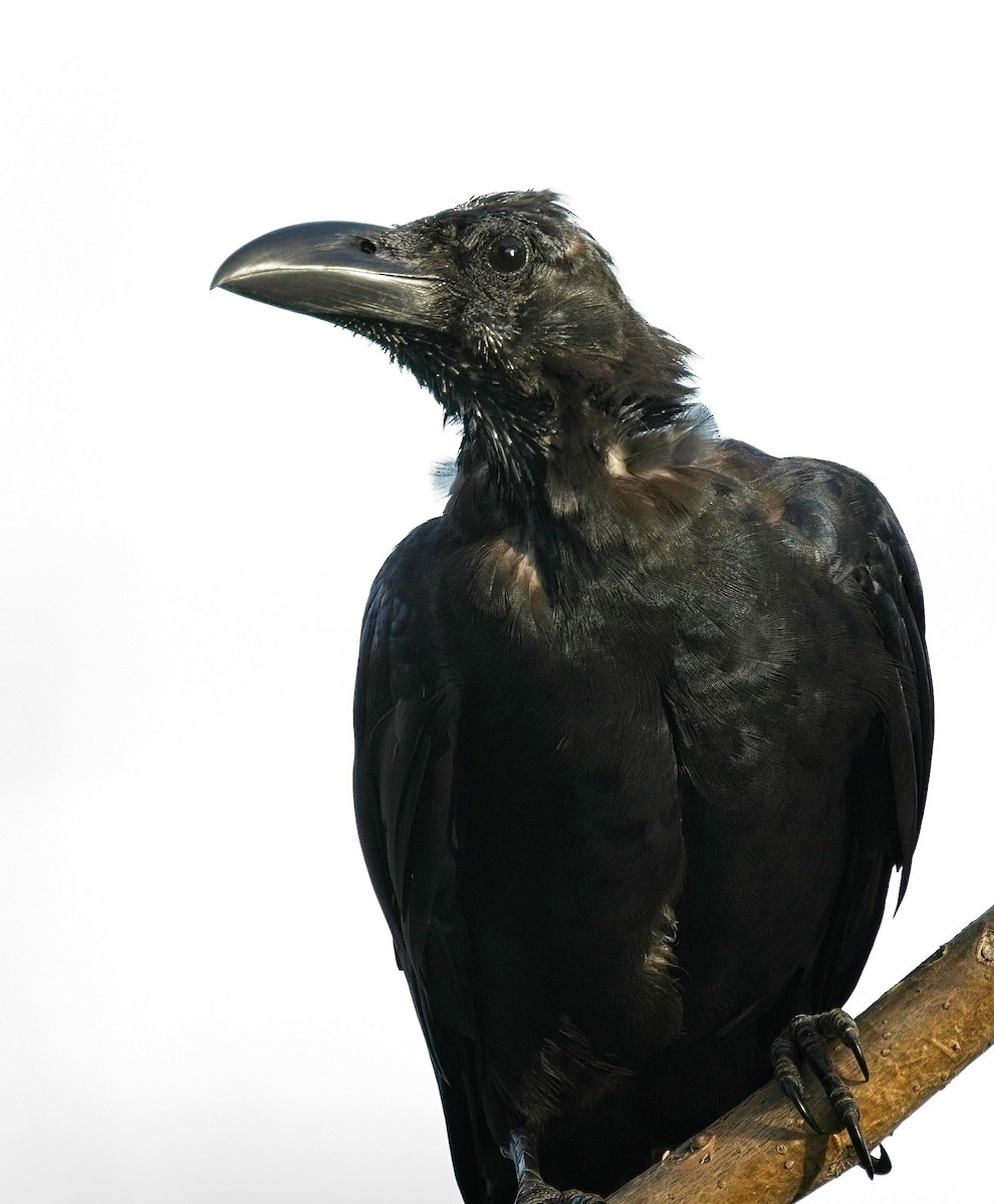 Large-billed Crow - ML620520127