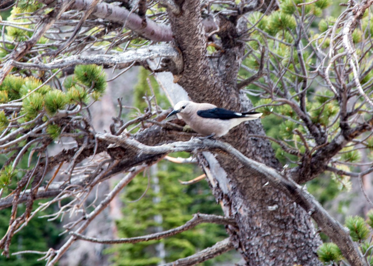 Clark's Nutcracker - William Clark