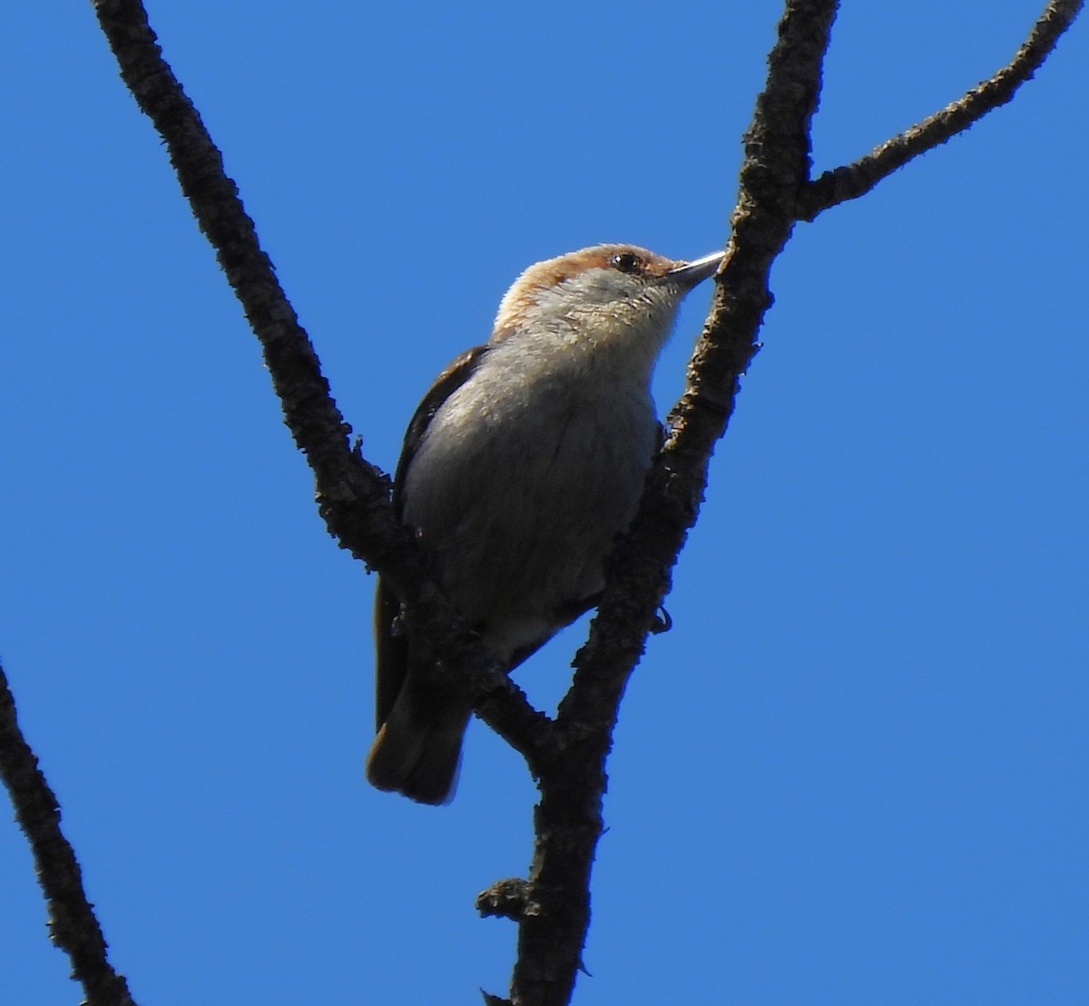 Brown-headed Nuthatch - ML620520136