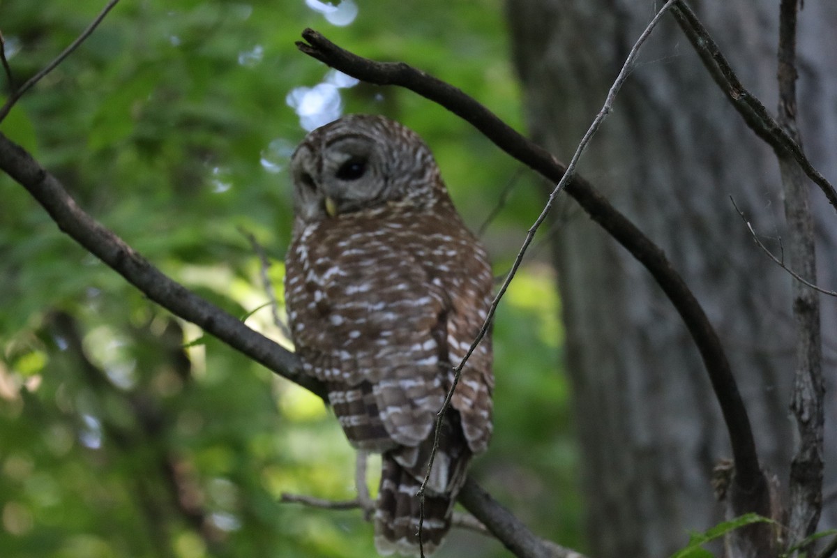 Barred Owl - ML620520138