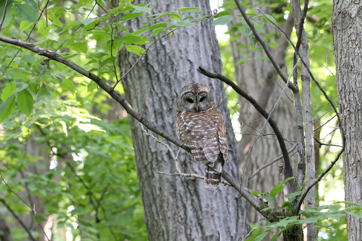 Barred Owl - ML620520142