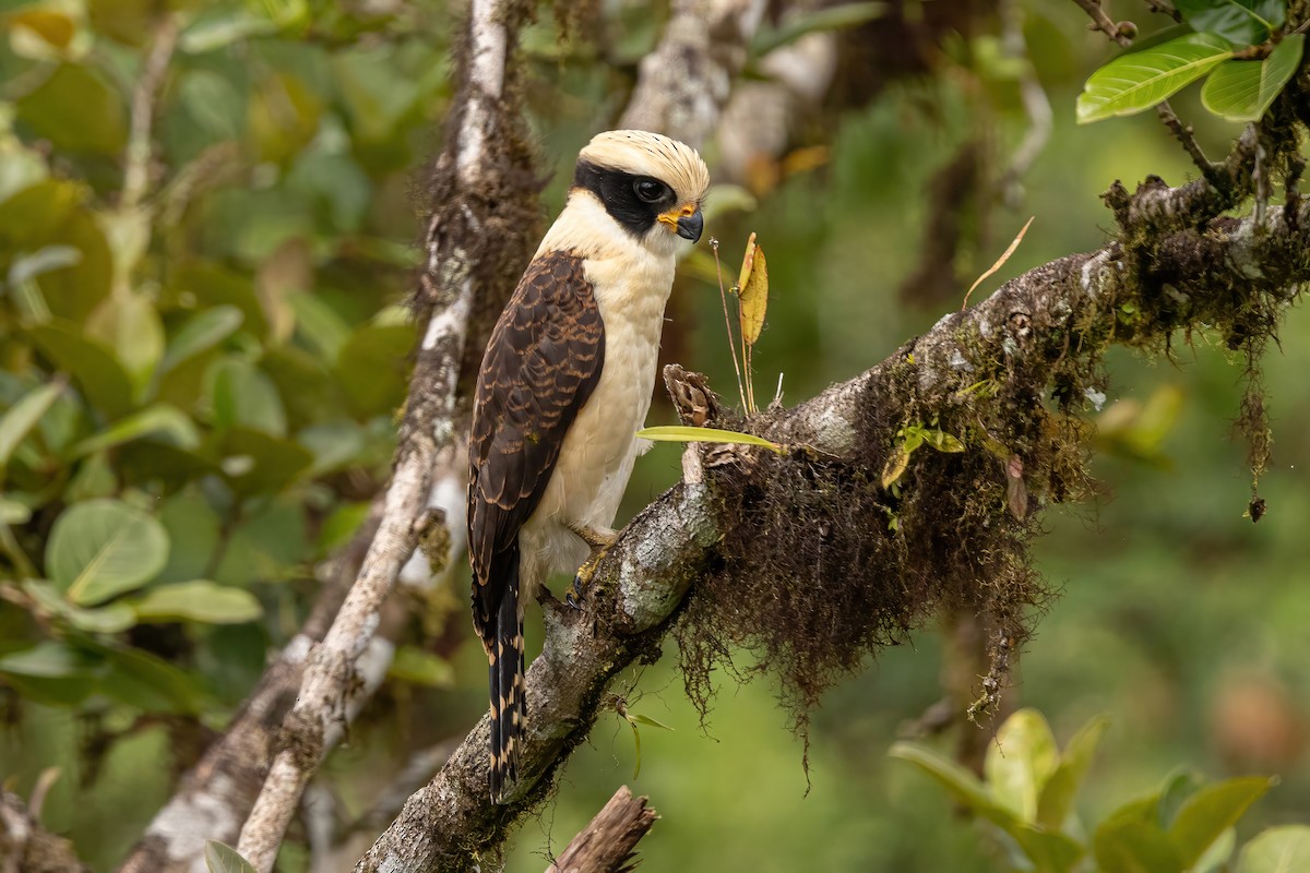 Laughing Falcon - ML620520146