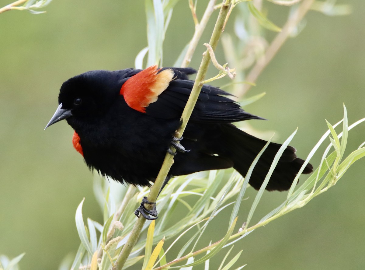 Red-winged Blackbird - ML620520147