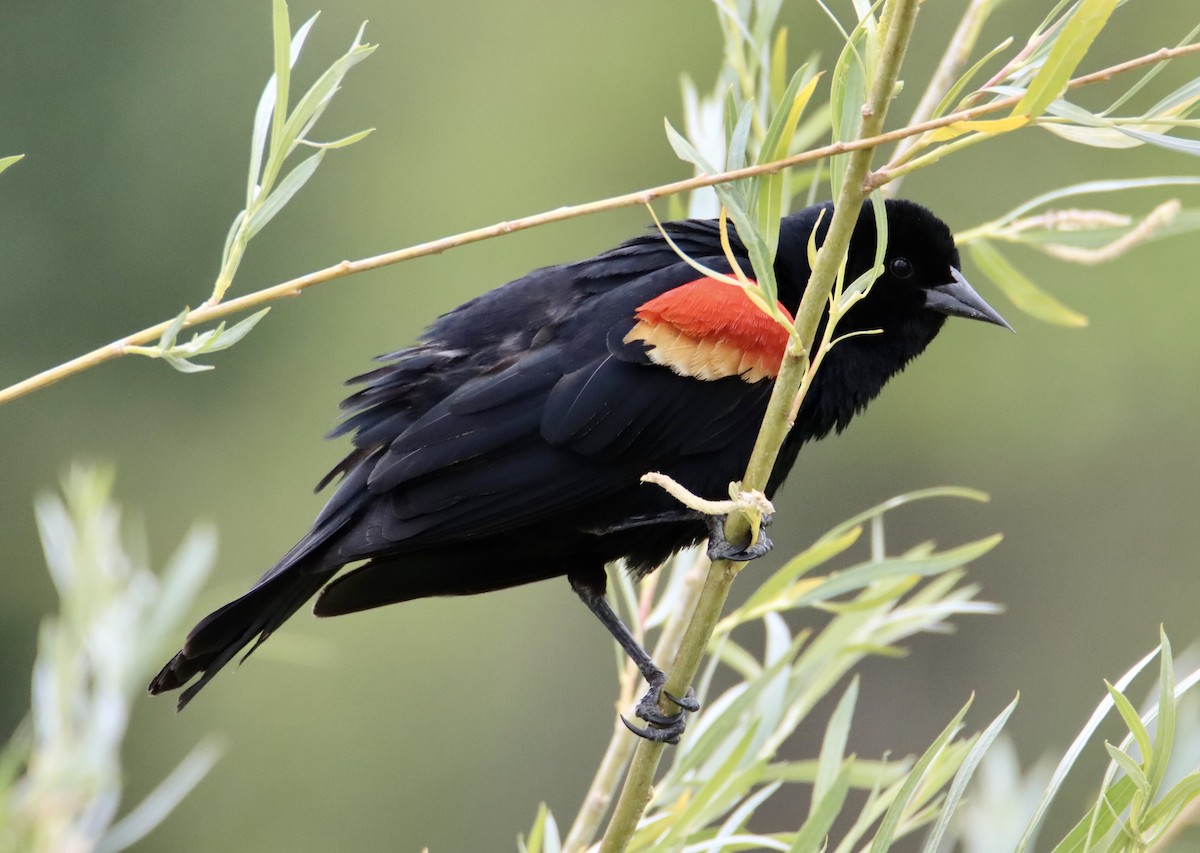 Red-winged Blackbird - ML620520148