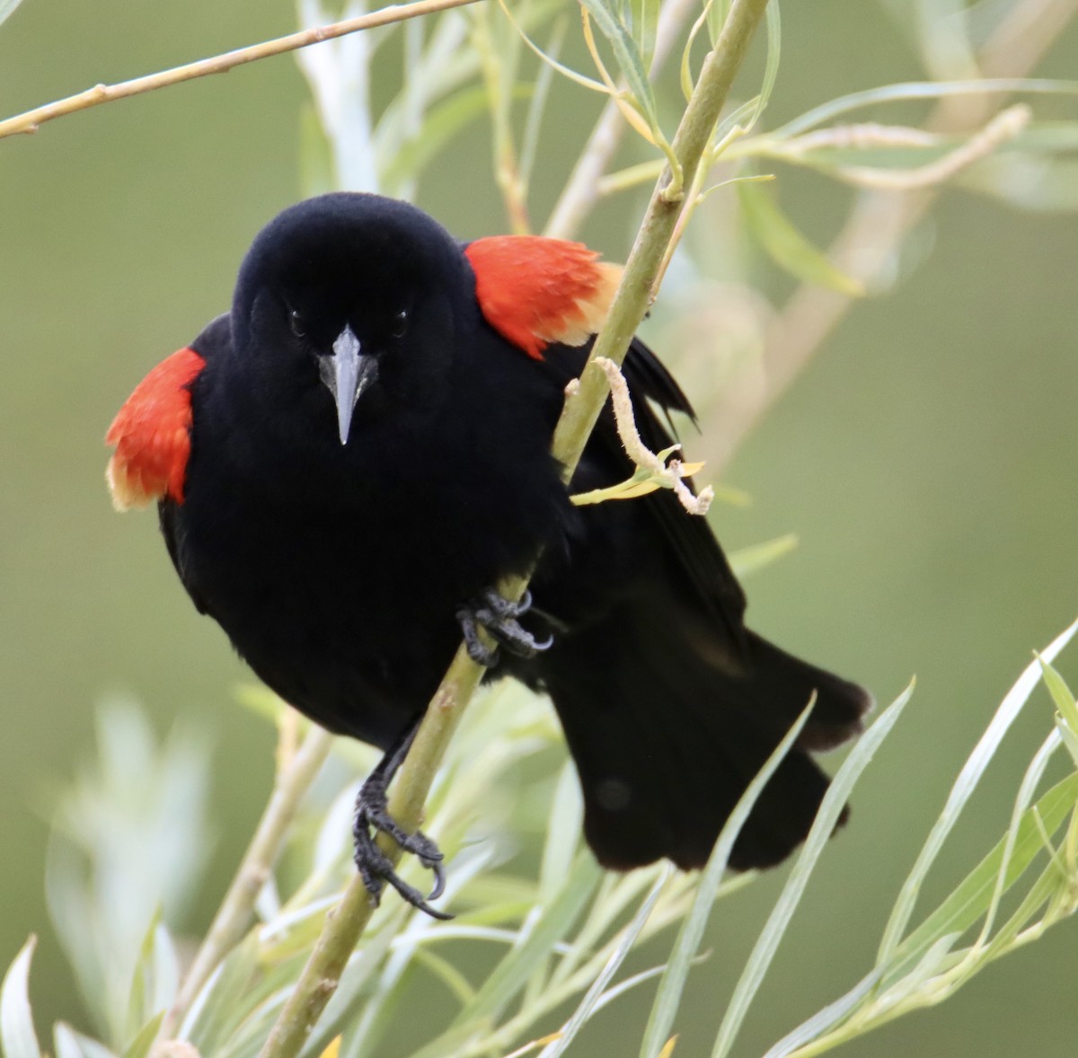 Red-winged Blackbird - ML620520149