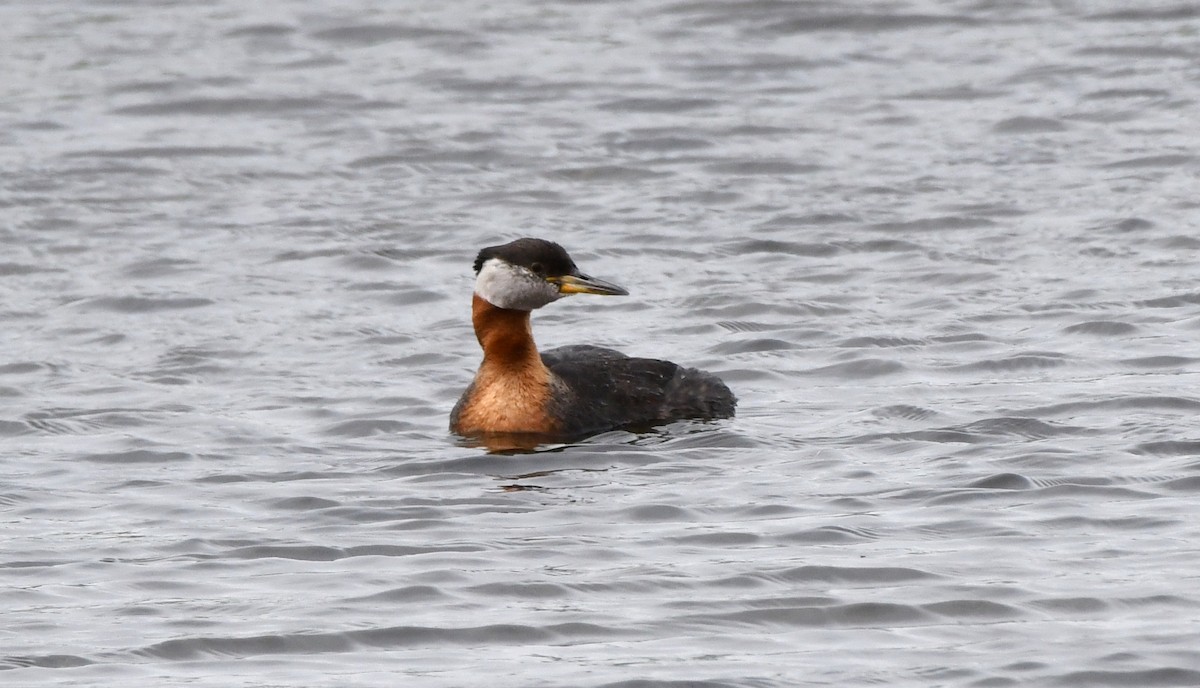 Red-necked Grebe - ML620520150