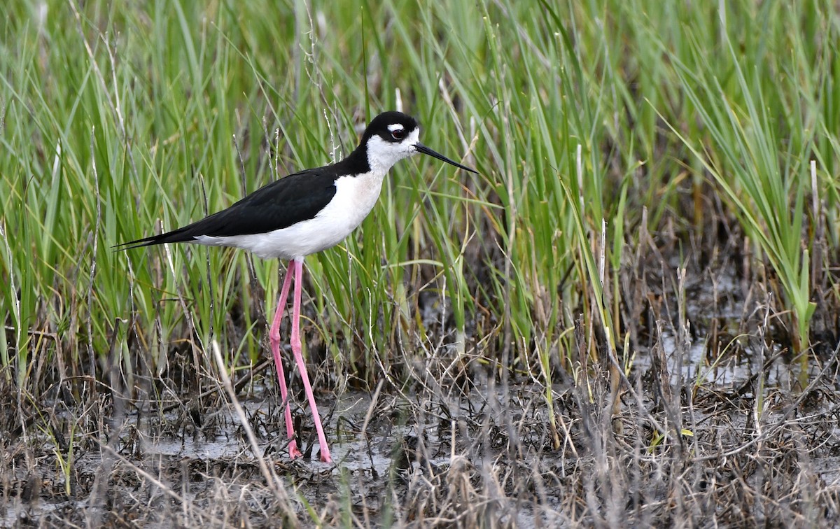 Cigüeñuela Cuellinegra - ML620520157