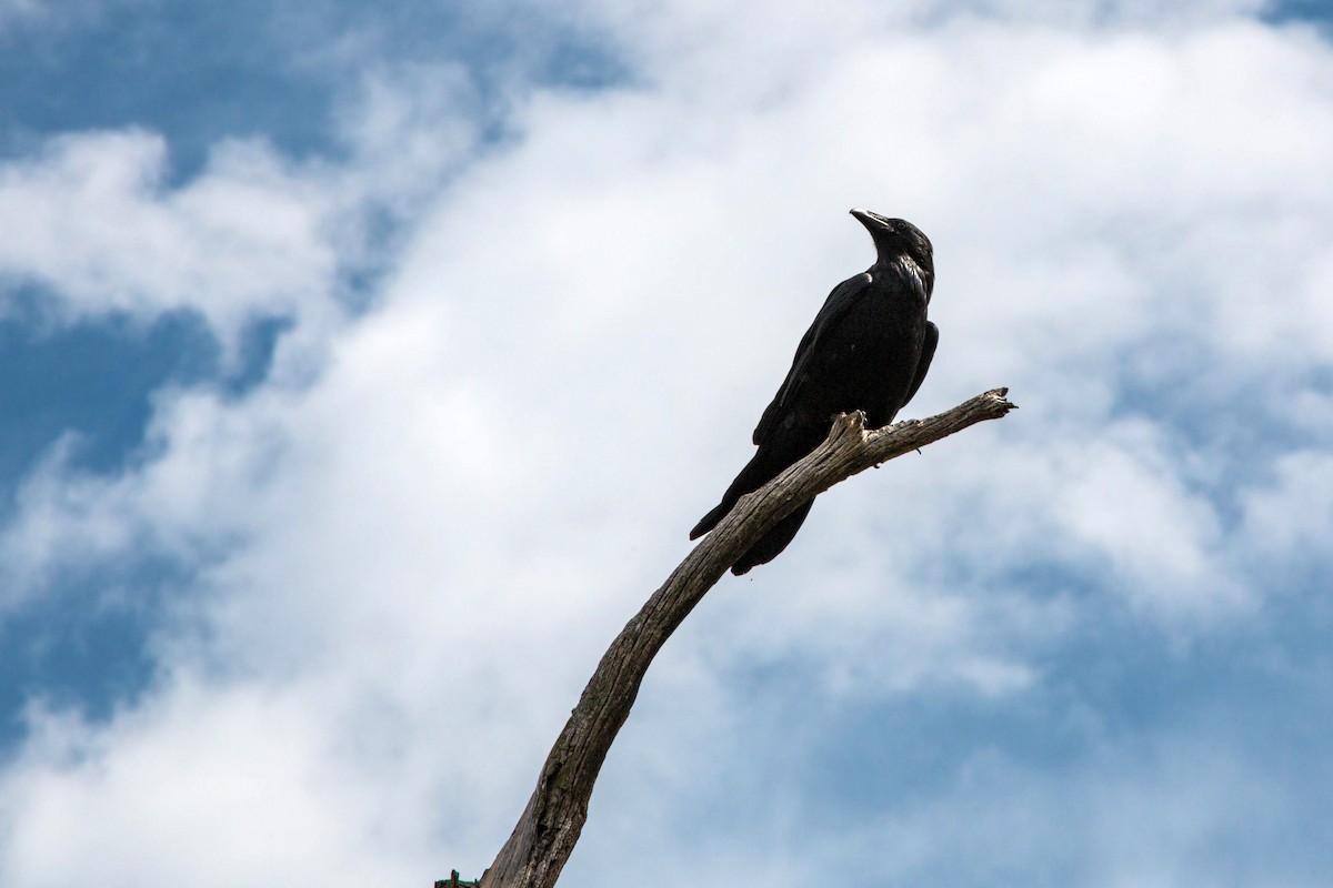 Common Raven - ML620520158