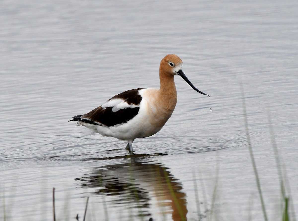 Avocette d'Amérique - ML620520159