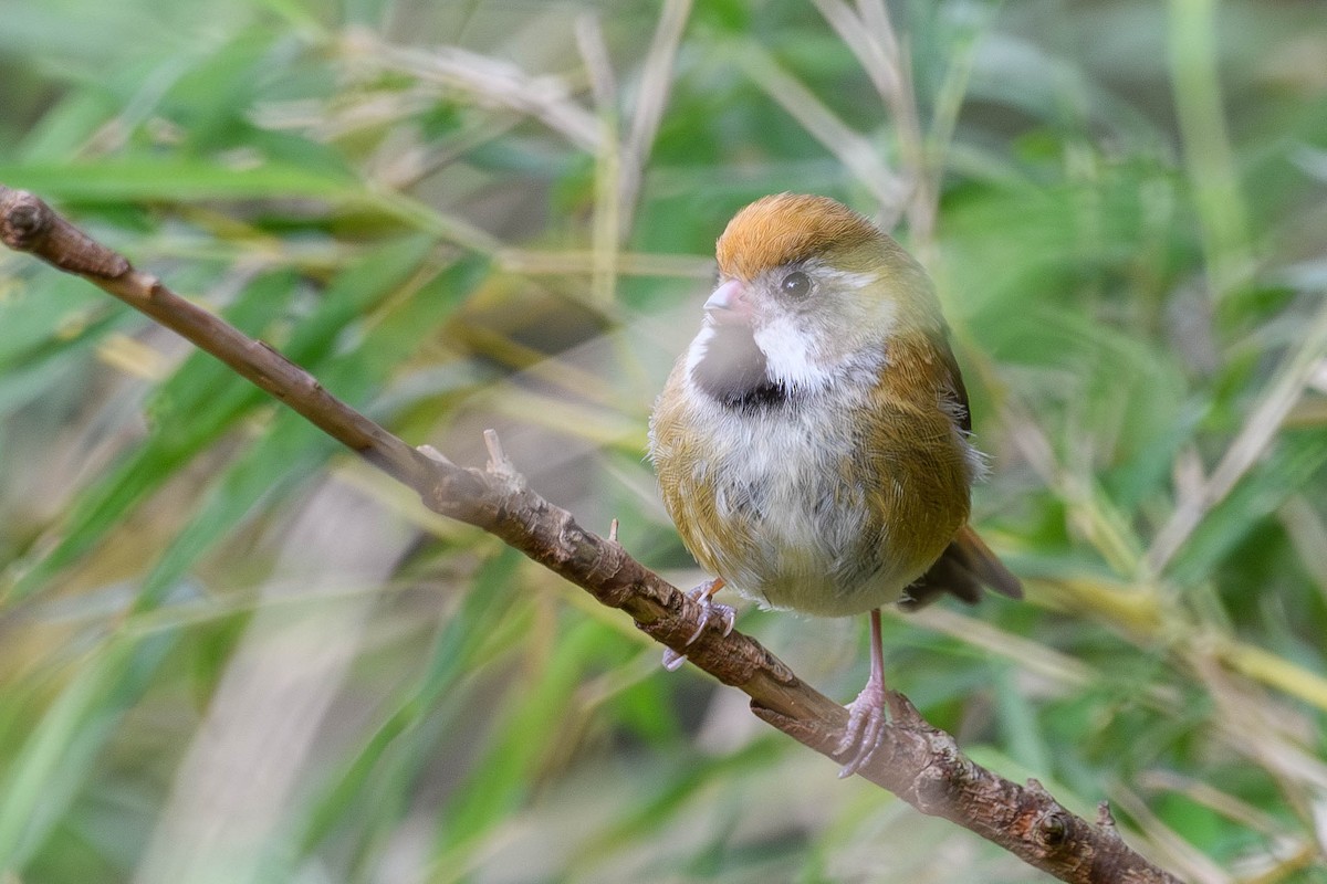 Golden Parrotbill - ML620520161