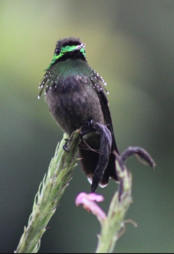 Coqueta Verde Norteña - ML620520164