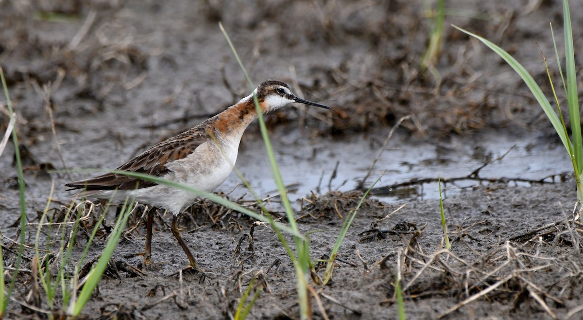 hvithalesvømmesnipe - ML620520165