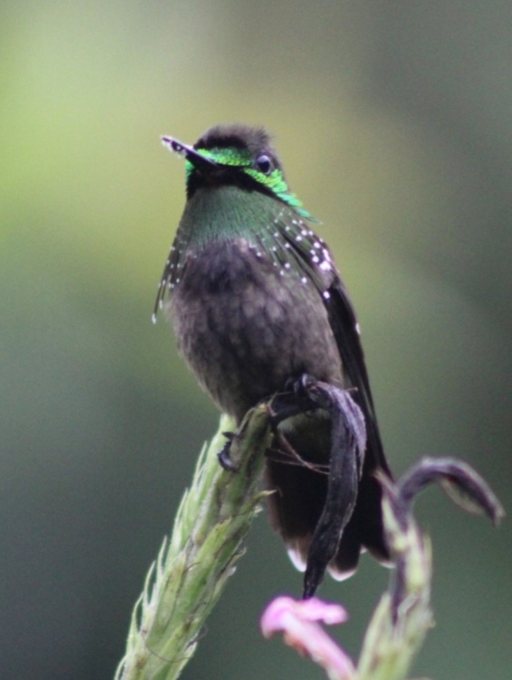 Coqueta Verde Norteña - ML620520166