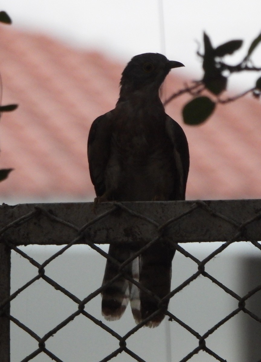 Common Hawk-Cuckoo - ML620520167