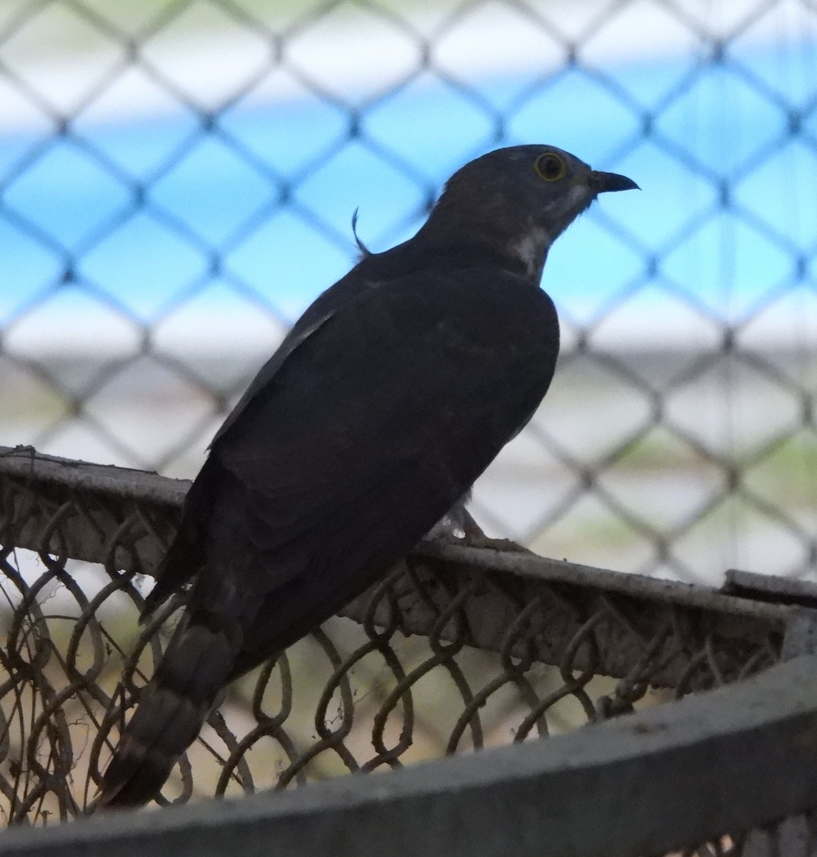 Common Hawk-Cuckoo - ML620520168