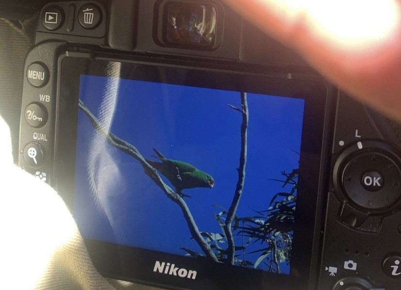 Swift Parrot - ML620520172