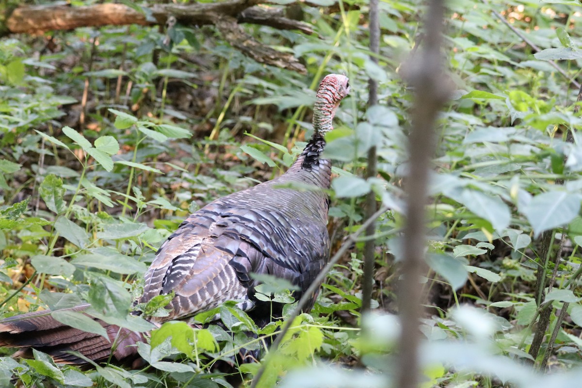 Wild Turkey - ML620520175