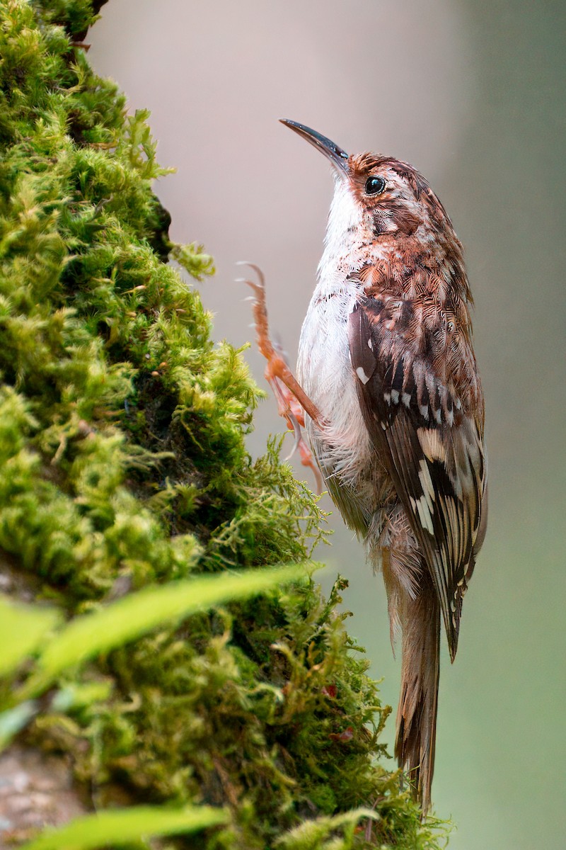 Brown Creeper - Ross Lockwood