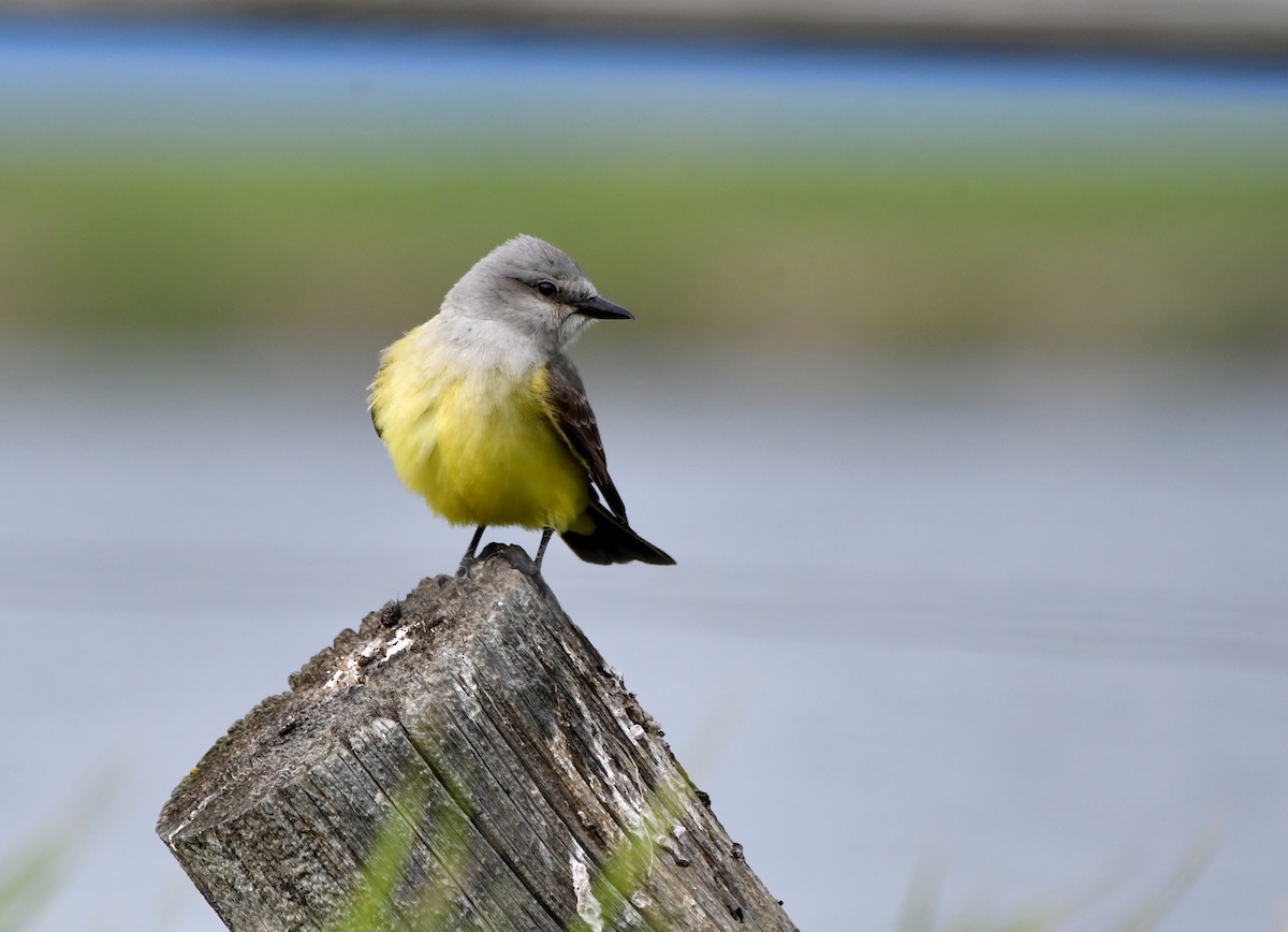 Schmalschnabel-Königstyrann - ML620520184