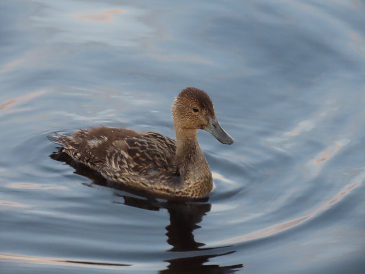 Northern Pintail - ML620520187