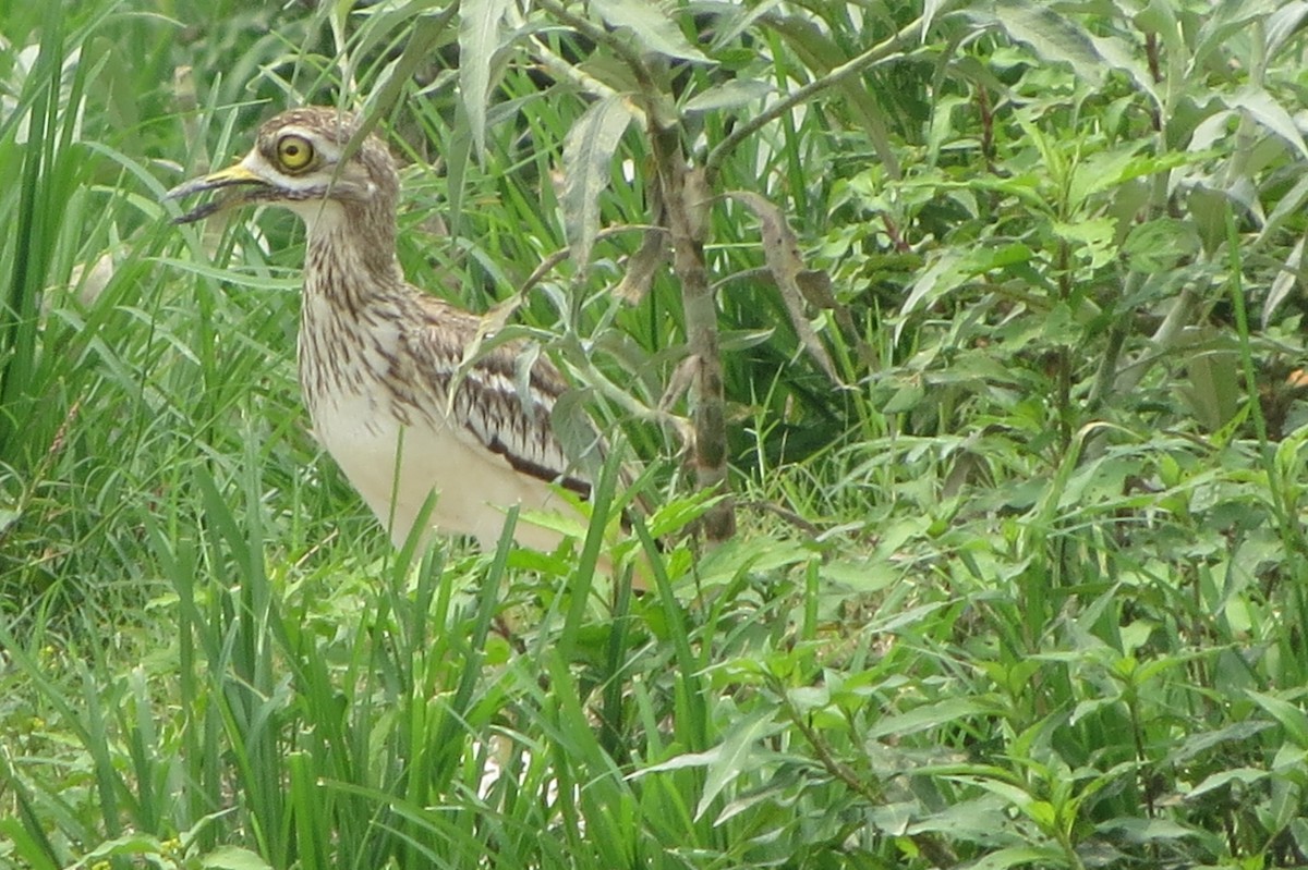 Indian Thick-knee - ML620520188