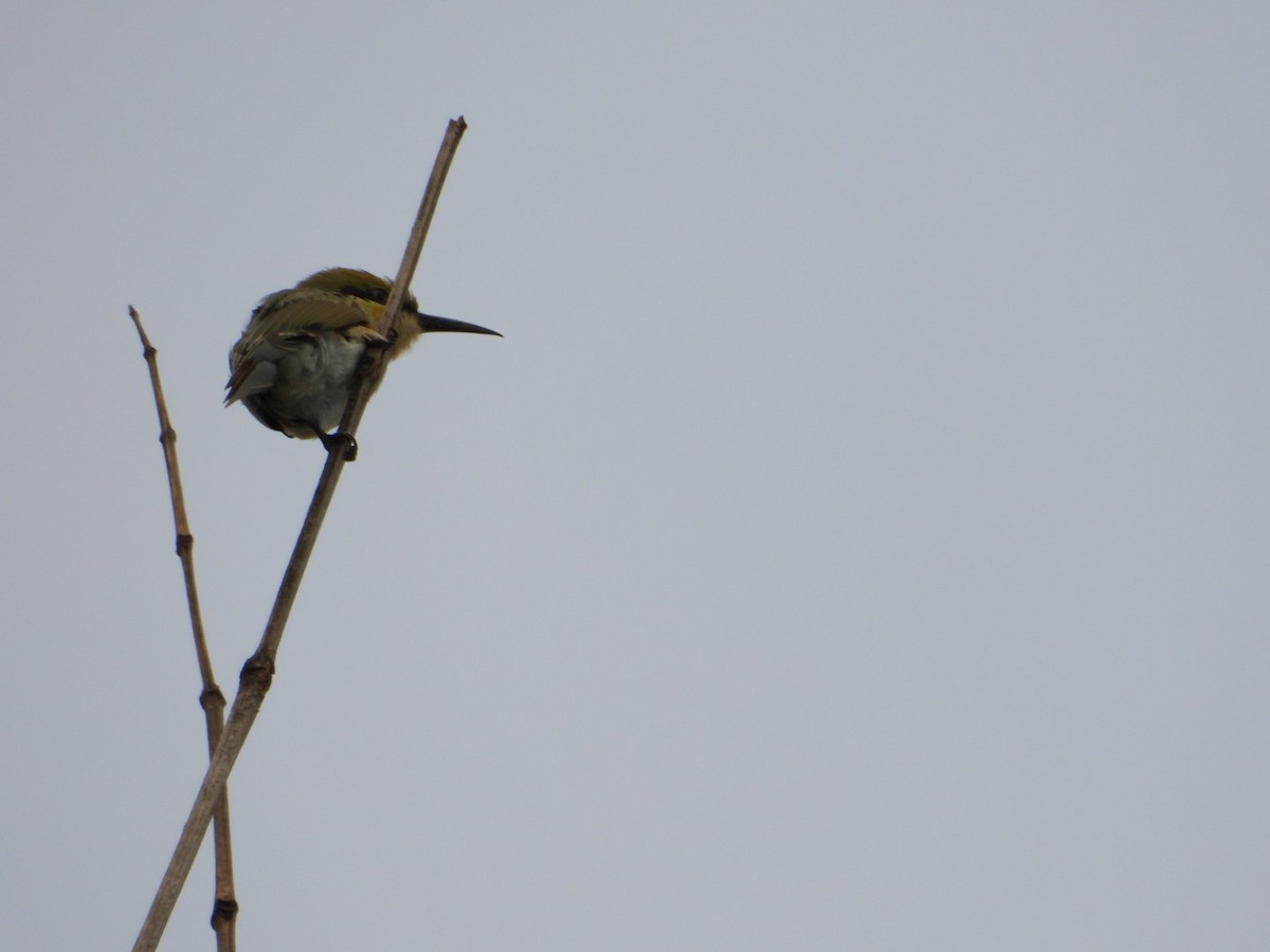 Asian Green Bee-eater - ML620520190