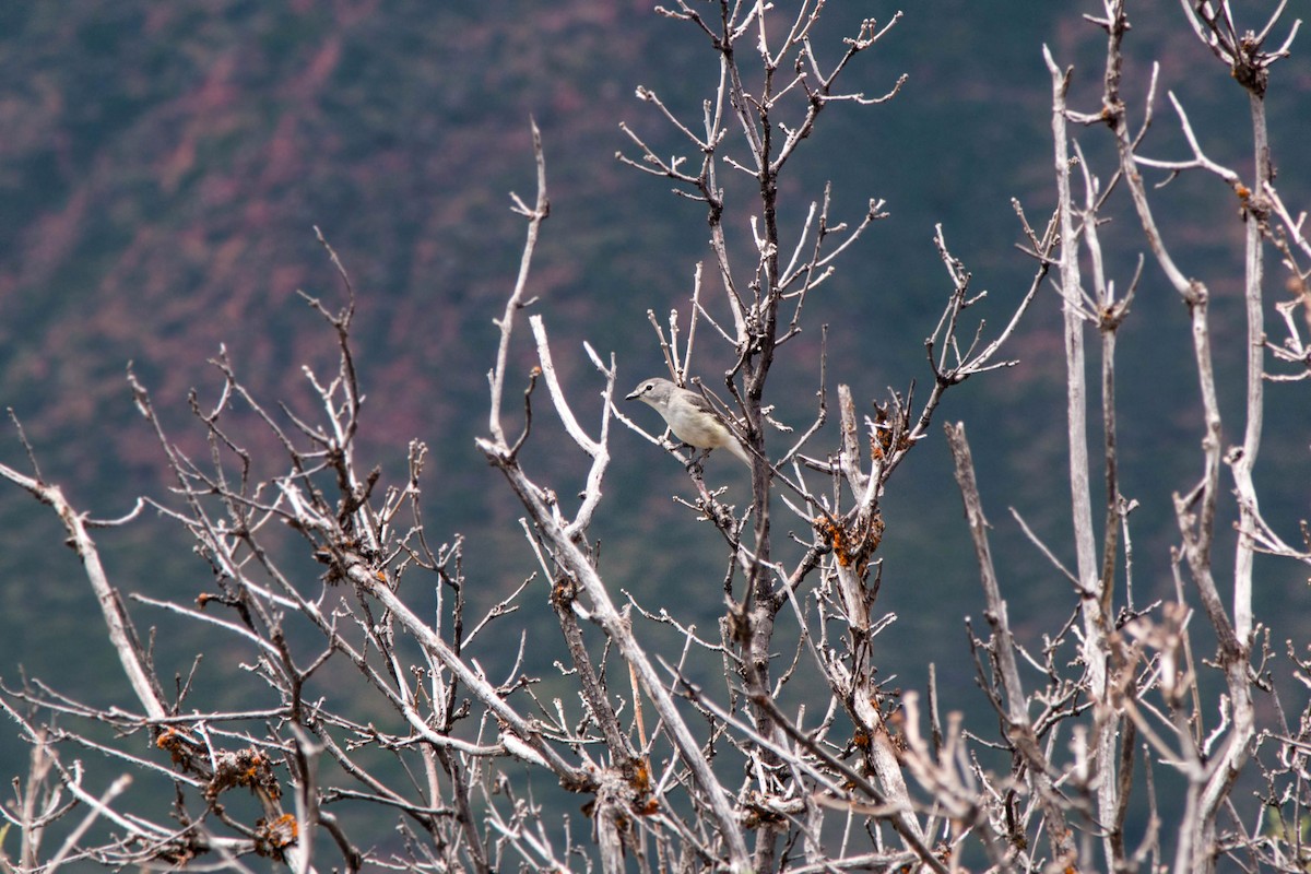 Plumbeous Vireo - ML620520192