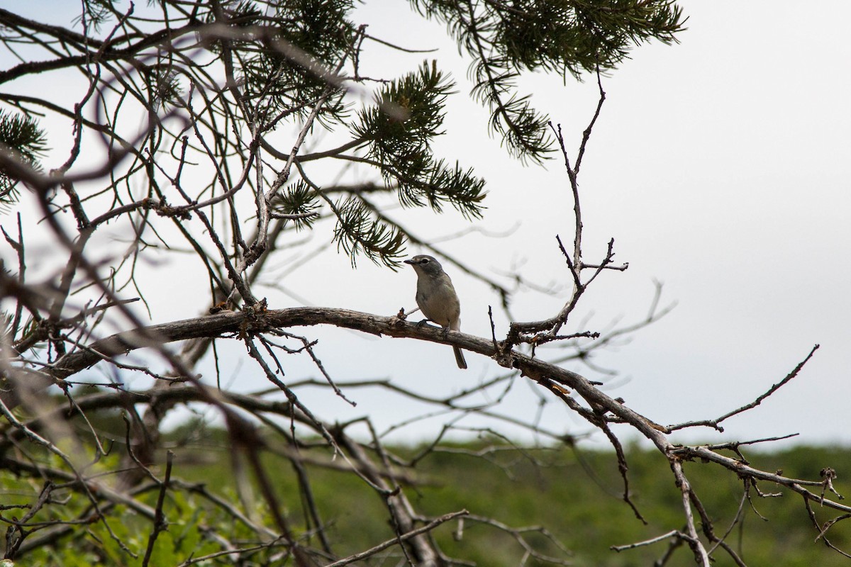 Kurşuni Vireo - ML620520194