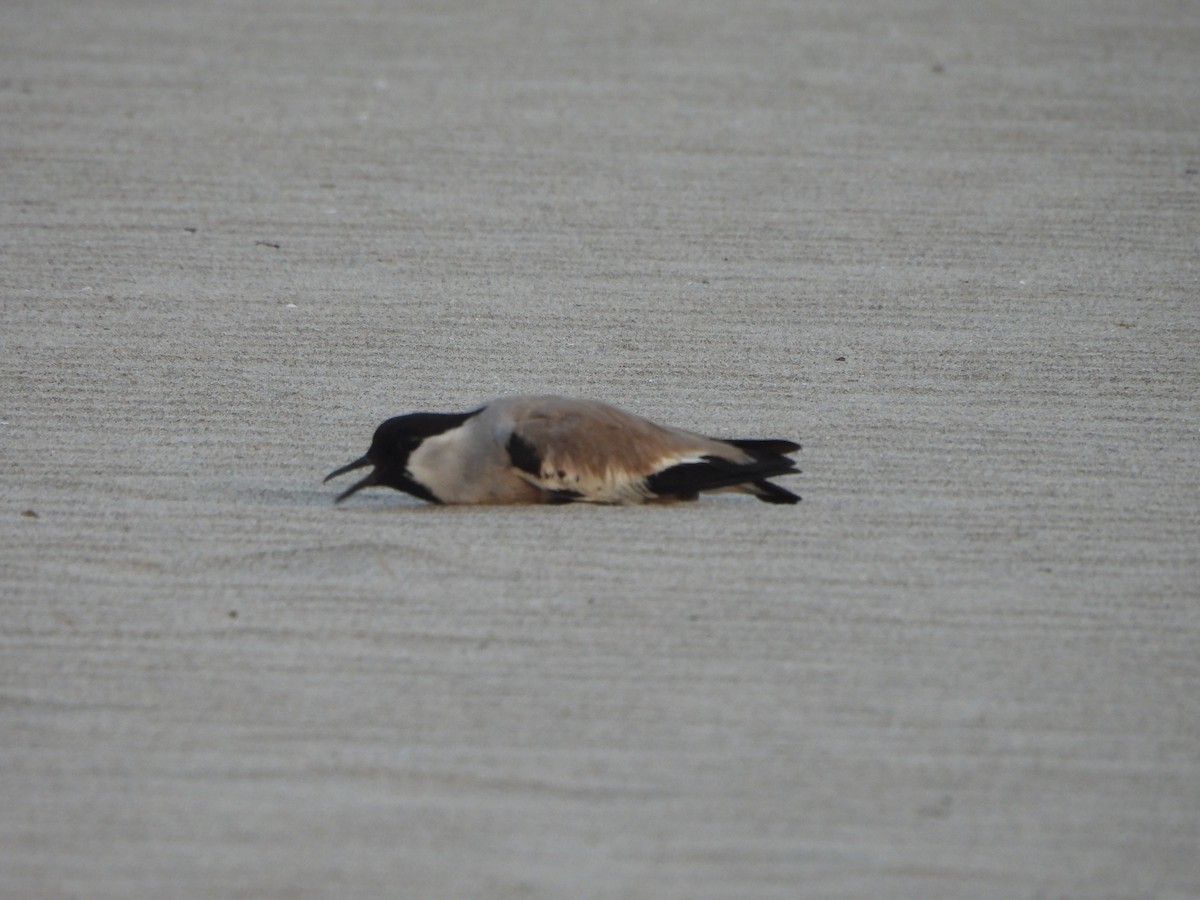 River Lapwing - ML620520195