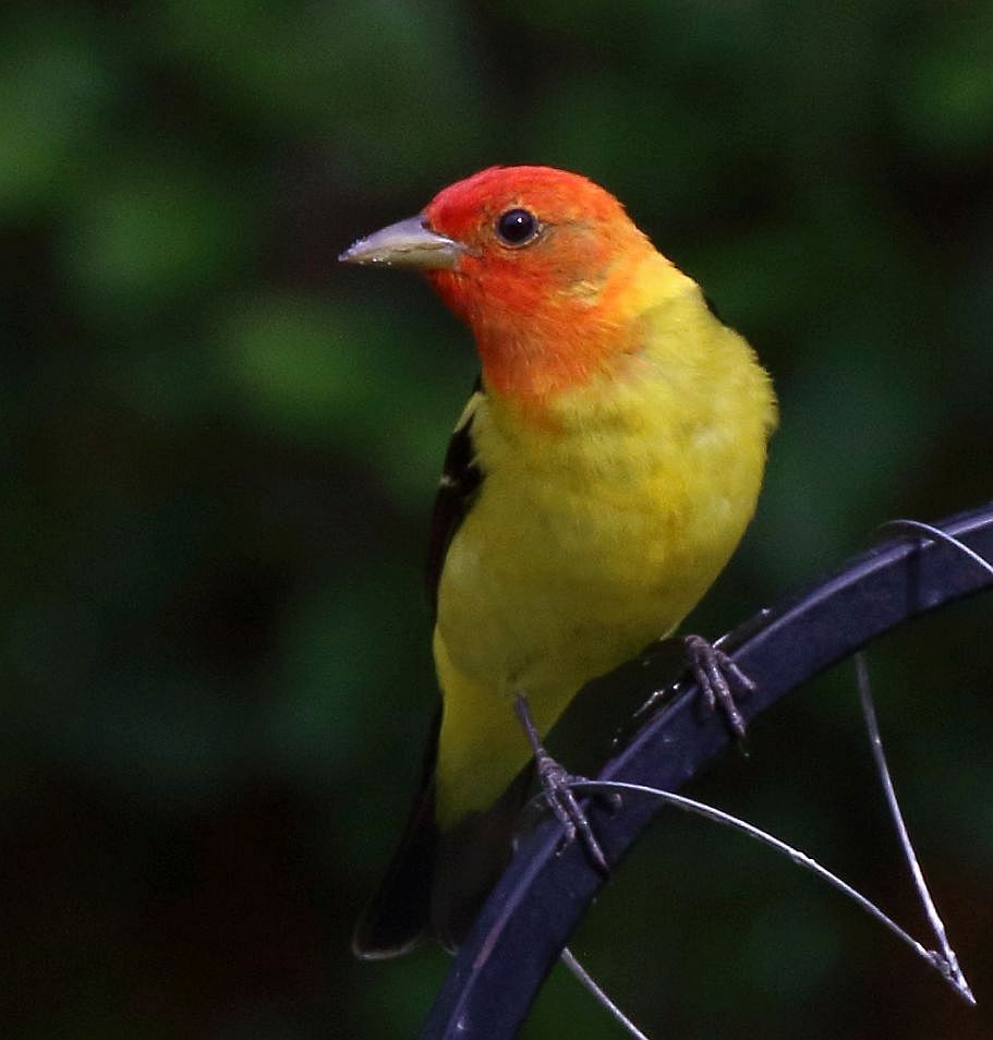 Western Tanager - ML620520198