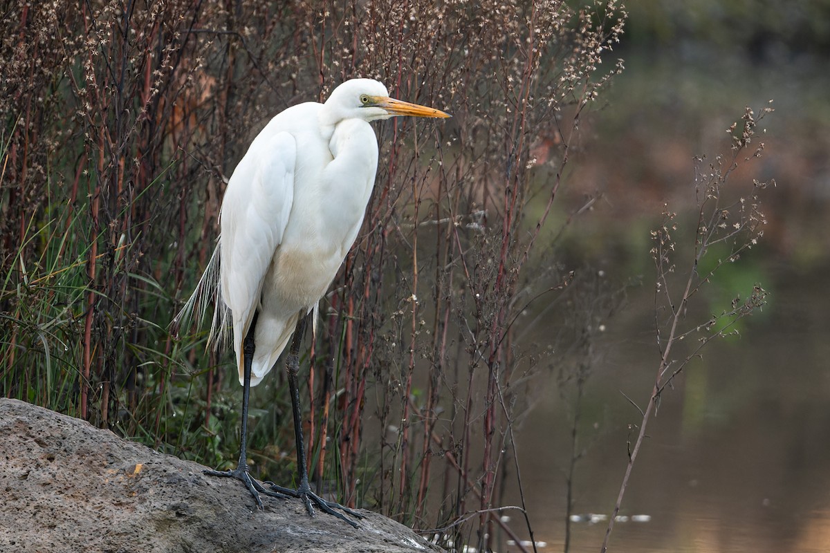 Great Egret - ML620520200