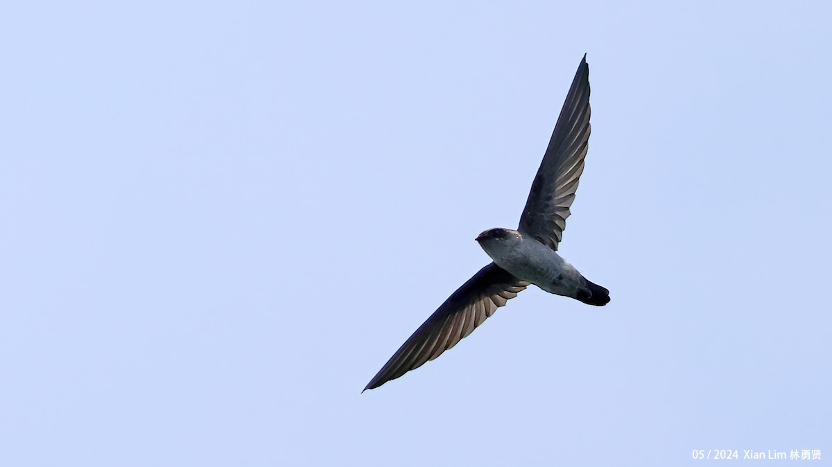 Germain's Swiftlet - ML620520205