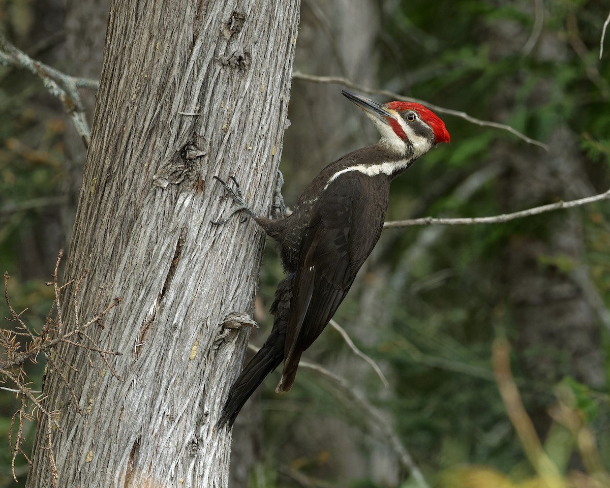 Pileated Woodpecker - ML620520207