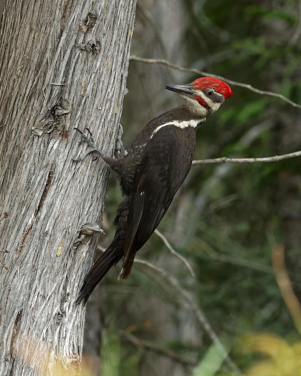 Pileated Woodpecker - ML620520208