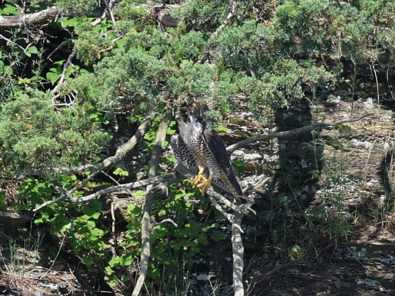 Peregrine Falcon - ML620520211