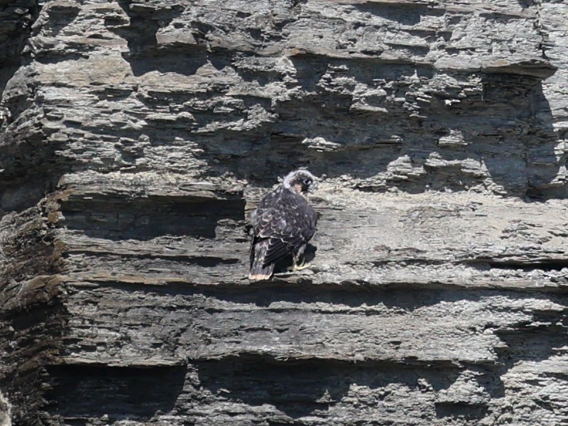 Peregrine Falcon - ML620520212