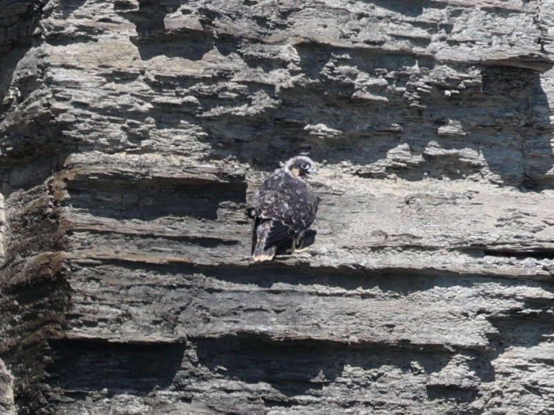 Peregrine Falcon - ML620520213