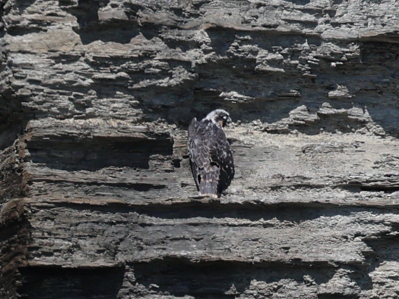 Peregrine Falcon - ML620520214