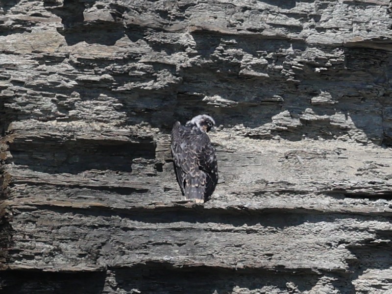 Halcón Peregrino - ML620520215