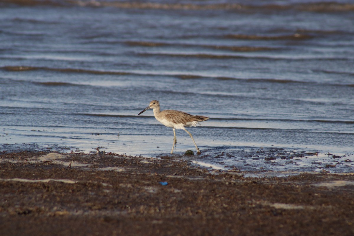 Willet - ML620520216