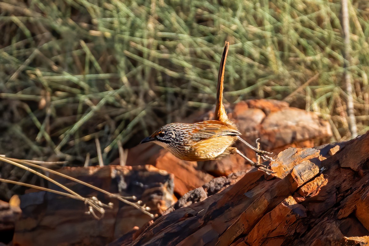 Rufous Grasswren - ML620520226