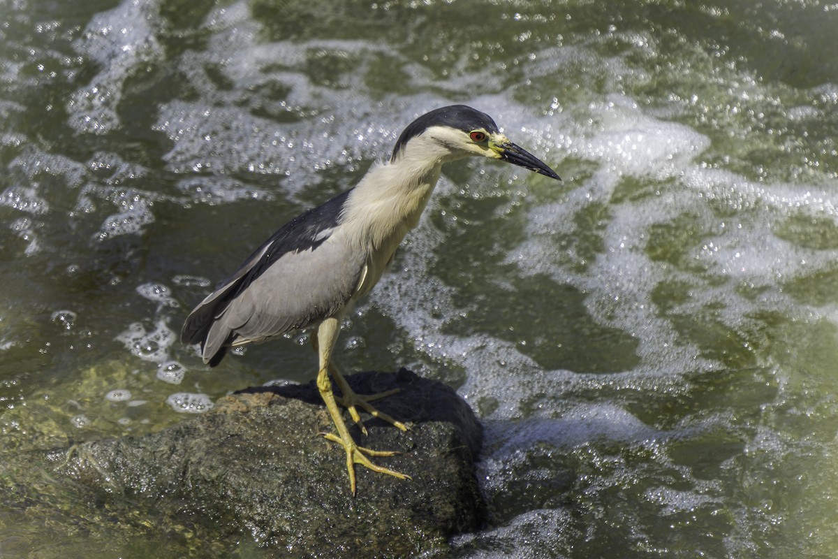 Black-crowned Night Heron - ML620520231